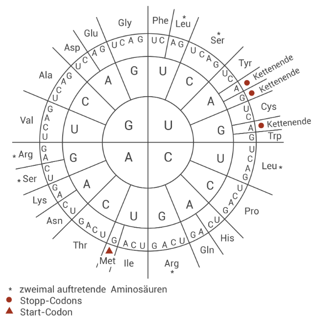 Codonrad mit Aminosäuren und Start- sowie Stopp-Codons.
